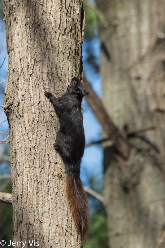 Grey squirrel, black morph