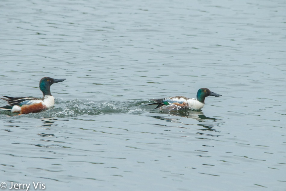 Male northern shovelers fighting