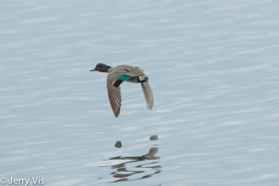 Male green-winged teal in flight