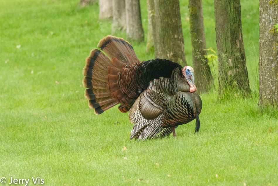 Male turkey displaying for a female