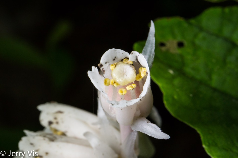 Indian pipe flower