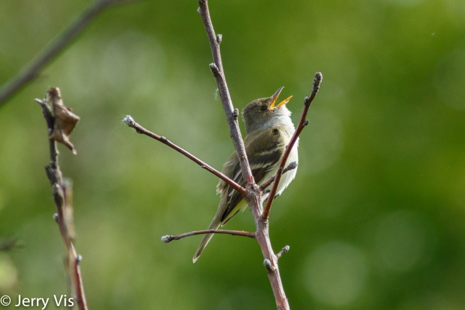 Willow flycatcher 