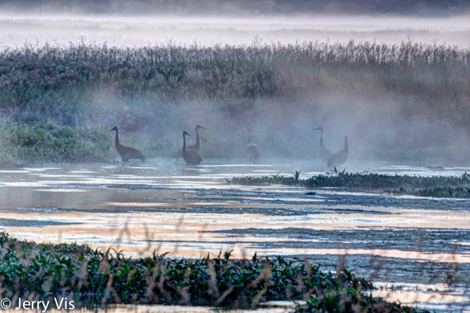 Sandhill cranes at dawn, HDR version