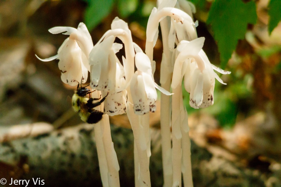 Indian pipes 