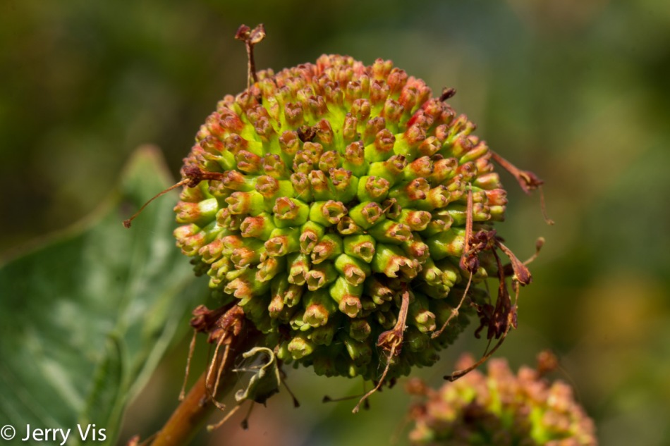 Buttonbush flower after the individual small flowers die