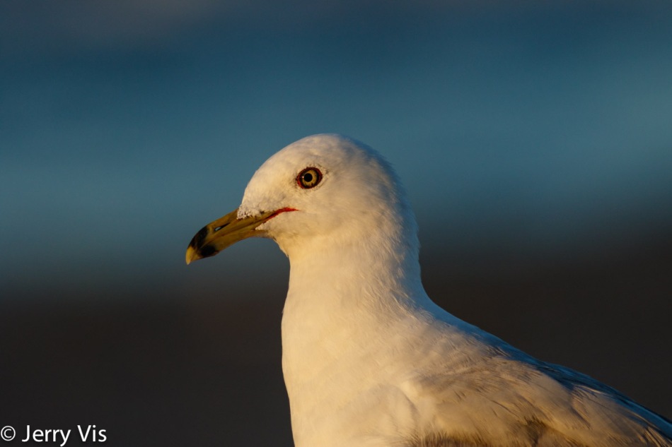 Ring-billed gull at 600 mm