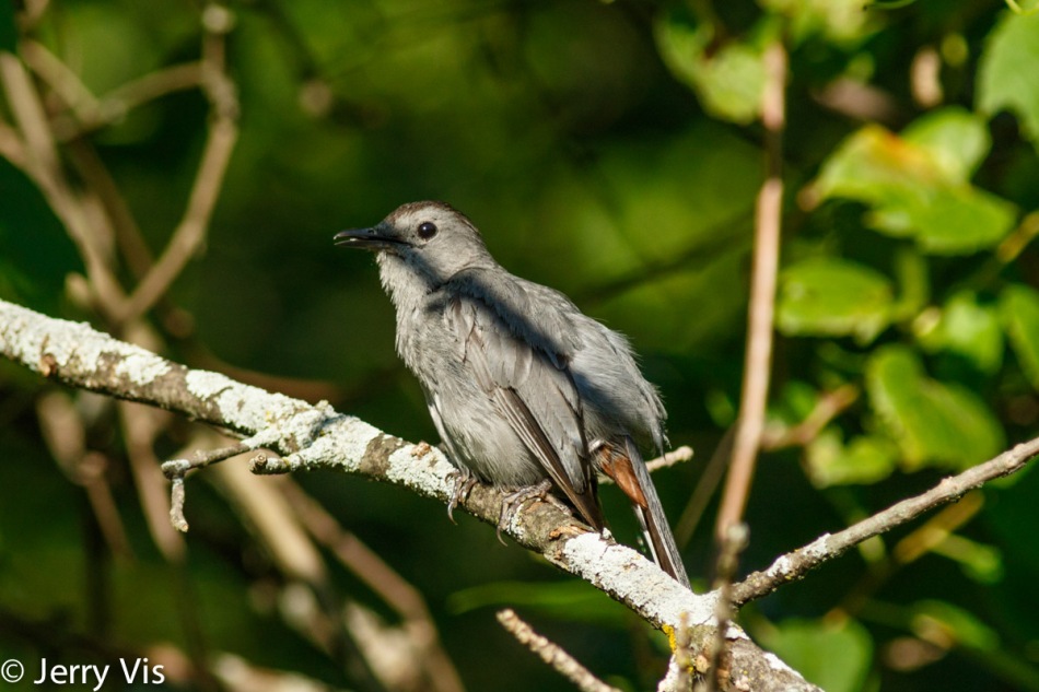 Grey catbird, do they always sit where they have a shadow across them?