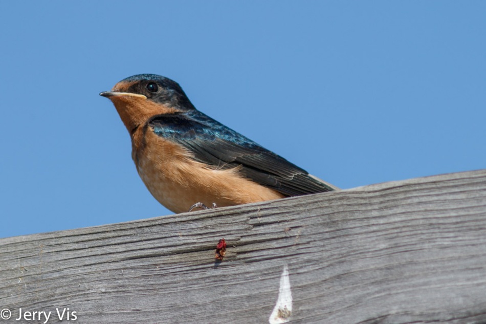 Juvenile barn swallow