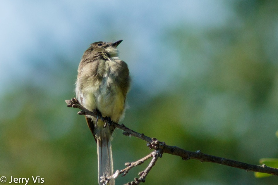 Eastern phoebe, 600 mm and cropped the same as before