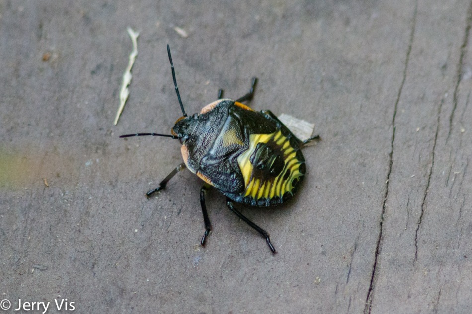 Unidentified colorful beetle