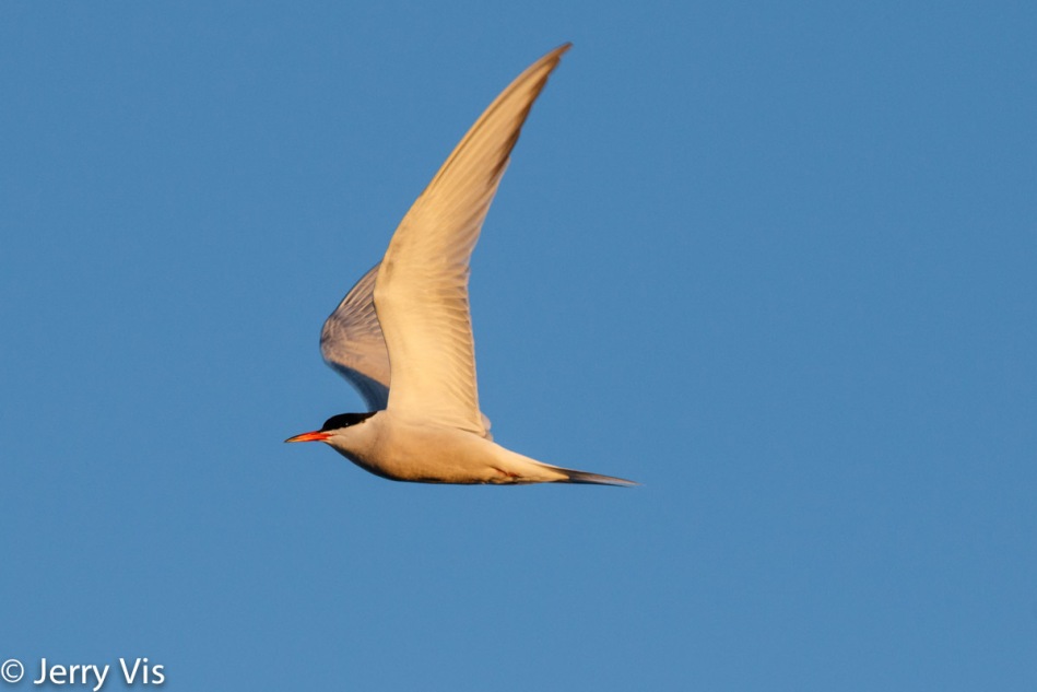 Common tern in flight