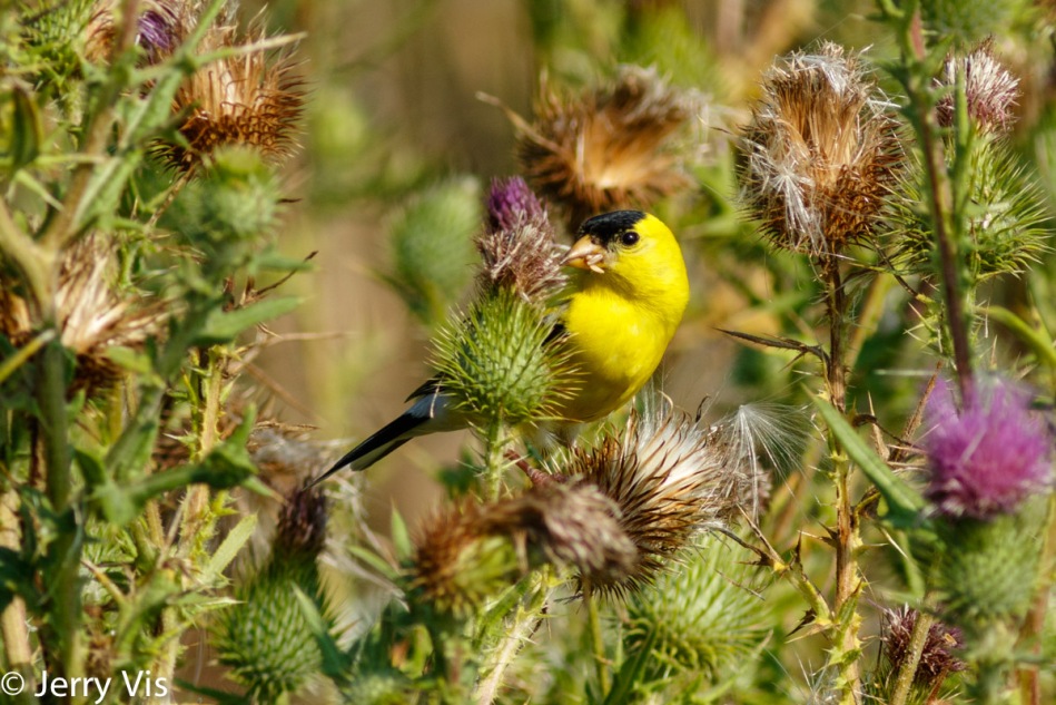 Male American goldfinch eating thistle seeds