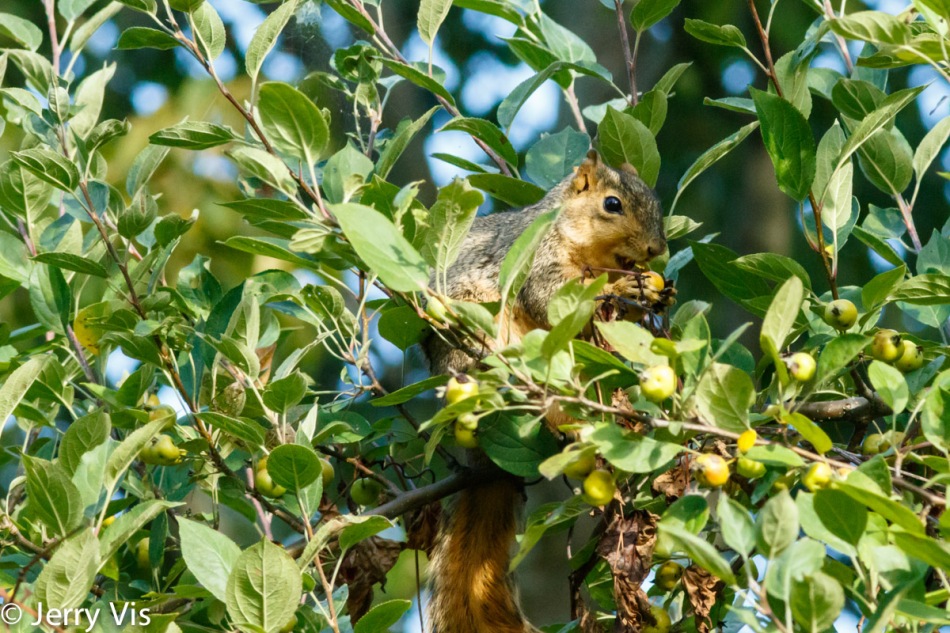 Fox squirrel eating crab apples