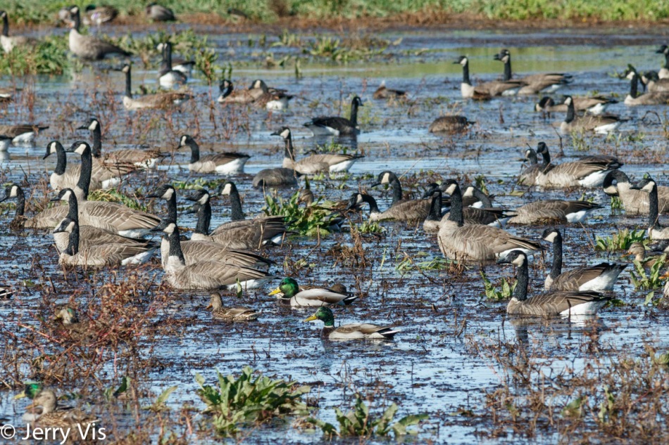 Mallards and Canadian geese