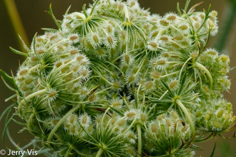 Queen Anne's lace seeds
