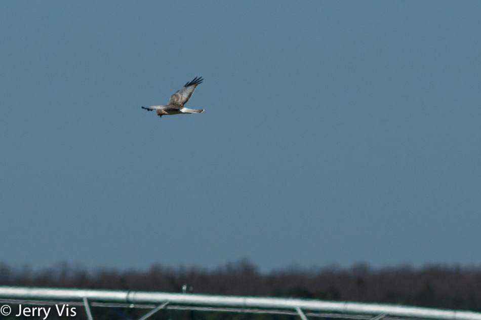 Male northern harrier in flight