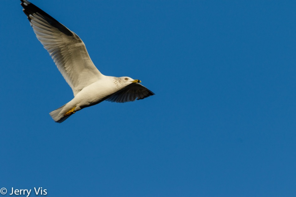 Ring-billed gull in flight