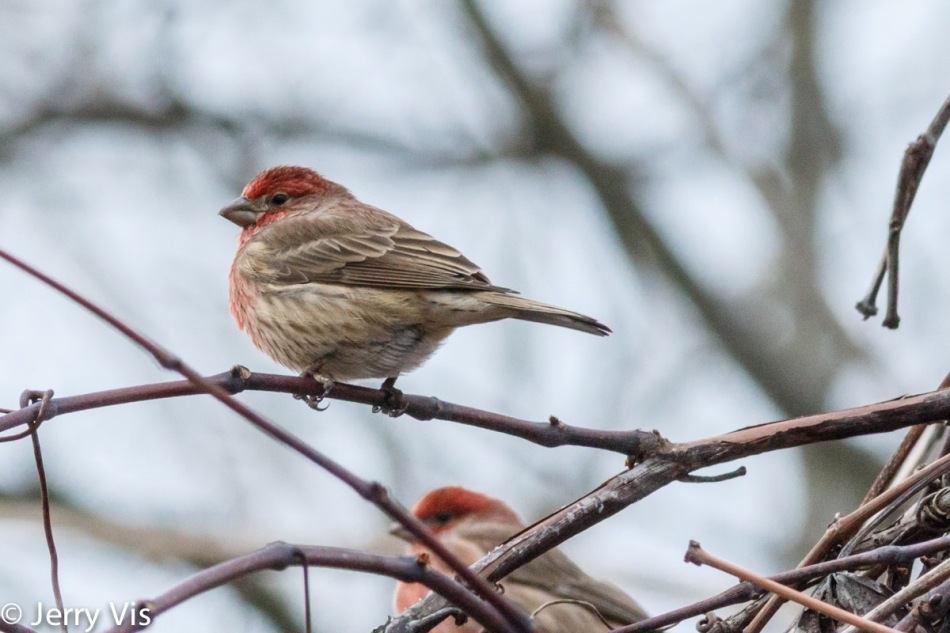 Male house finches