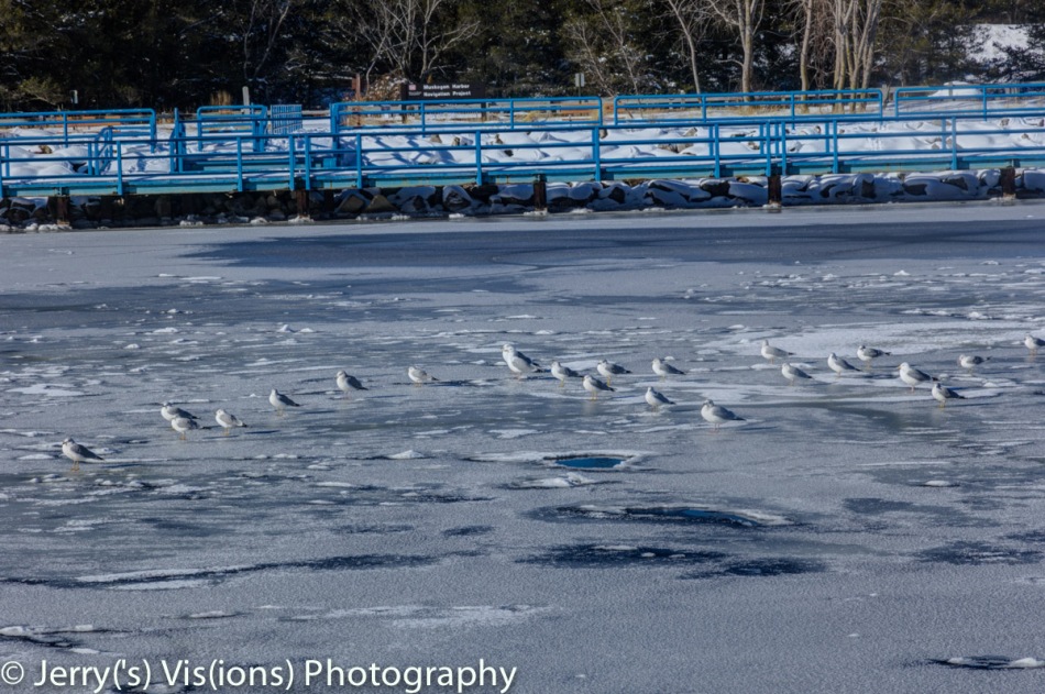 Gulls on ice