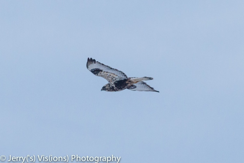 Rough-legged hawk in flight