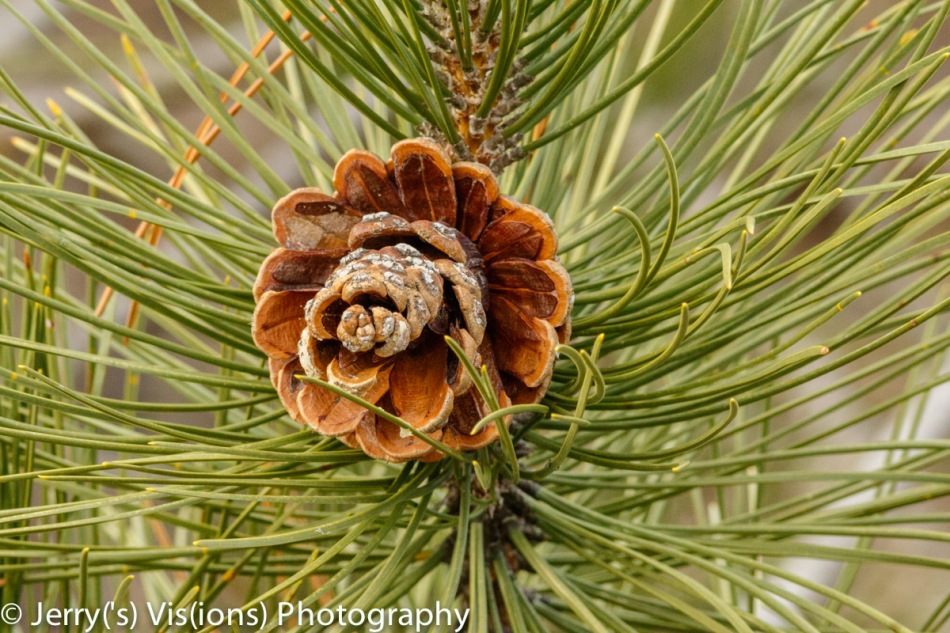 Pine cone opening more