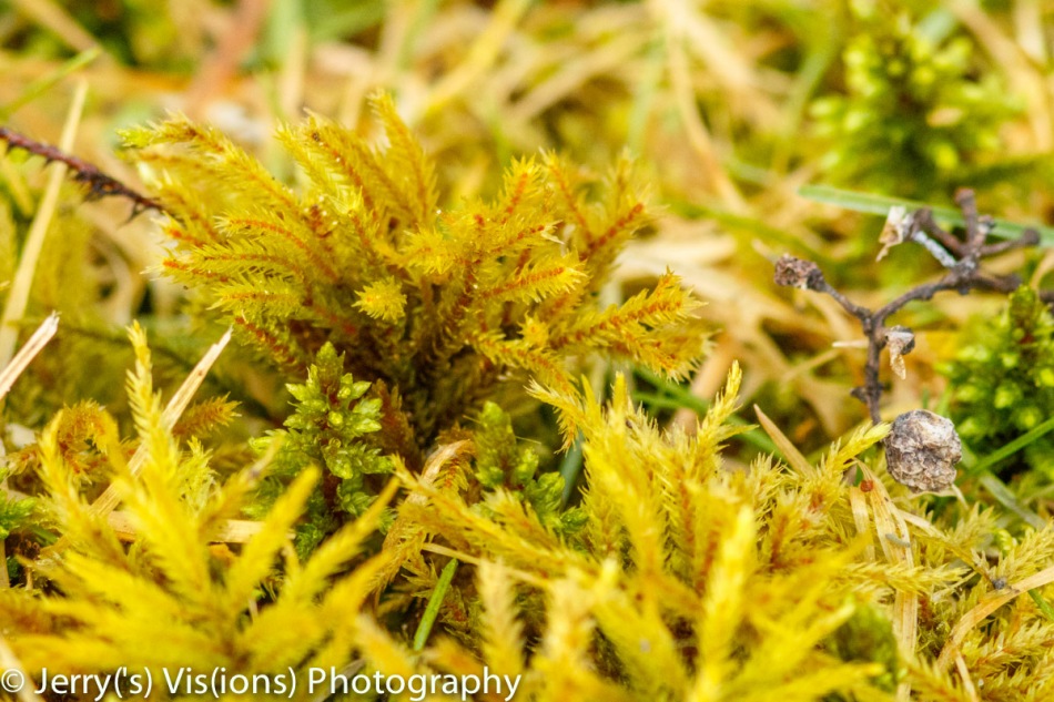 Yet more mosses