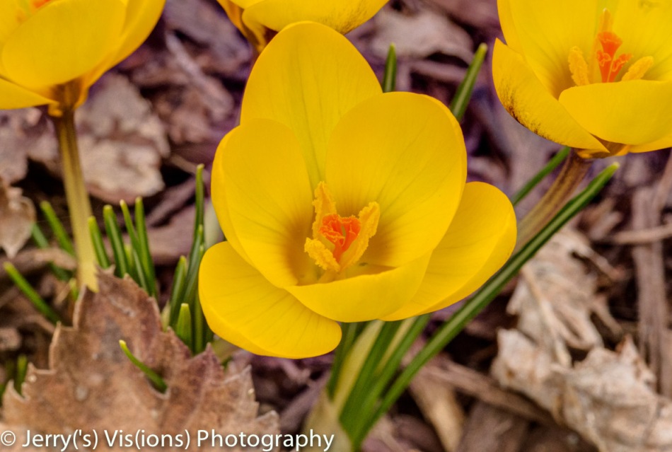 Crocus, 60D and HDR