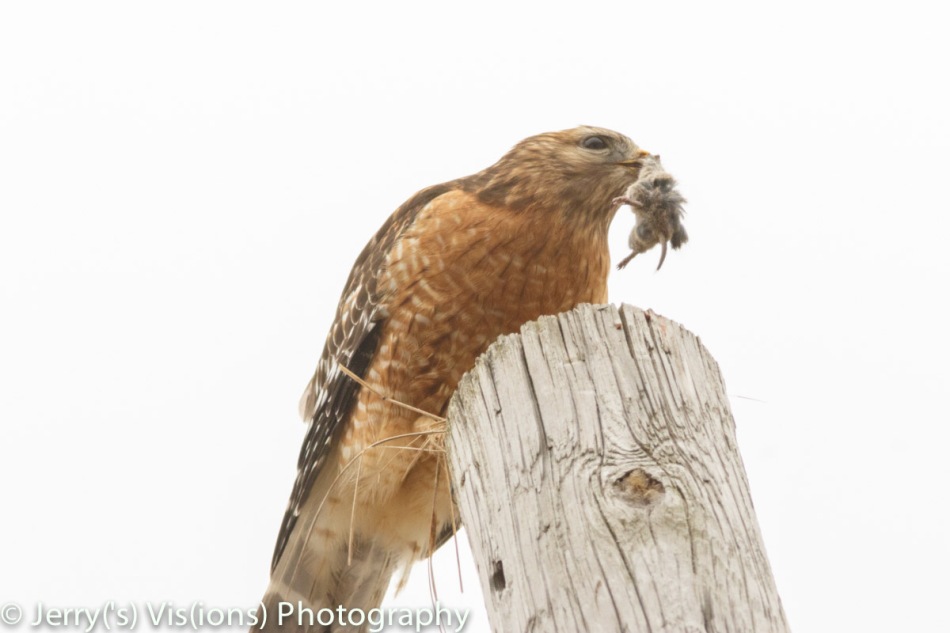 Red-shouldered hawk with lunch