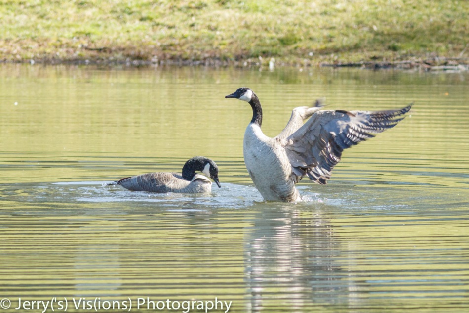 Canada geese after mating