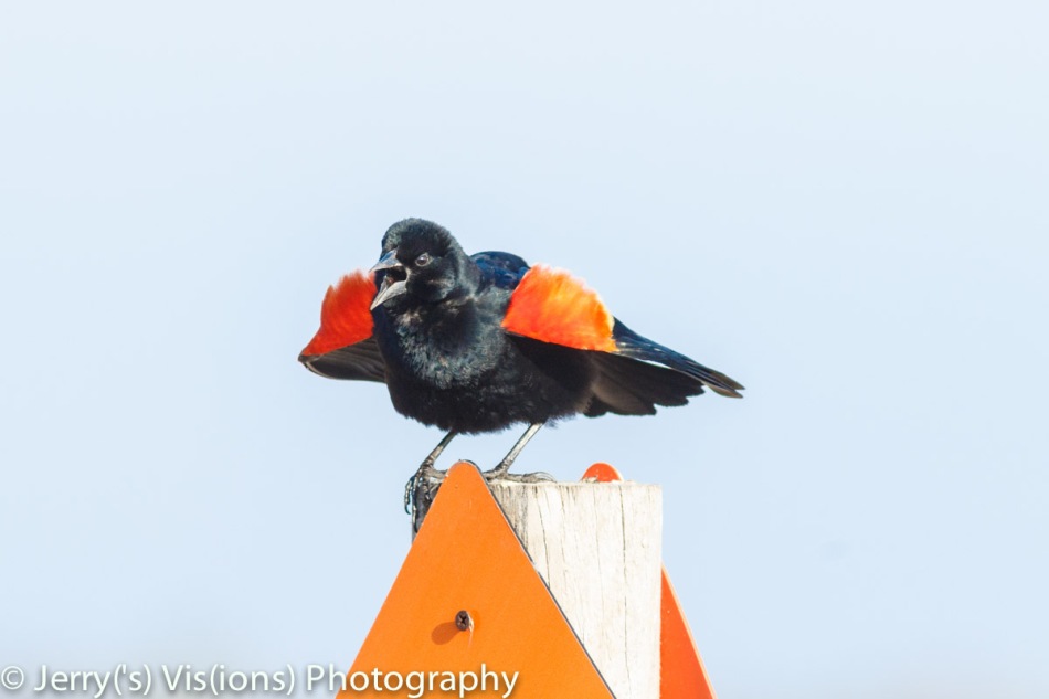 Male Red-winged blackbird
