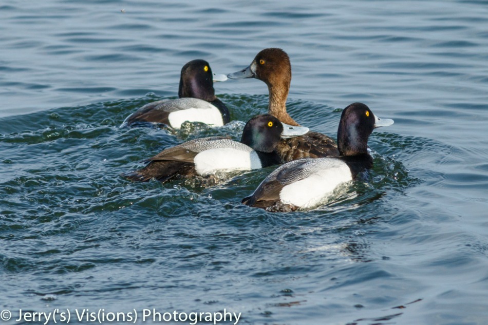 Lesser scaup mating activity