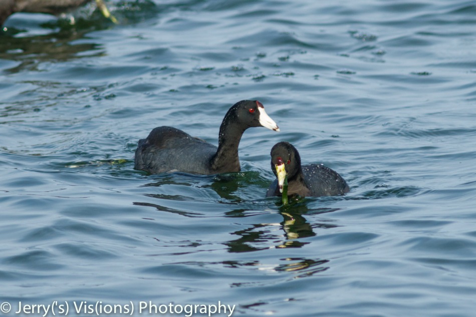 American coots