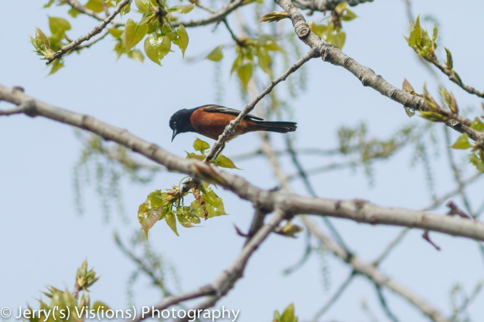 Adult male orchard oriole