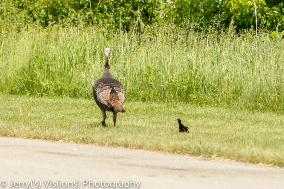 Male red-winged blackbird attacking a turkey