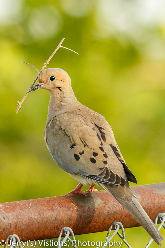 Mourning dove with twig