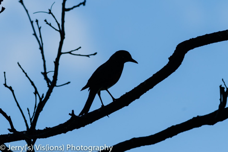 American robin in silhouette