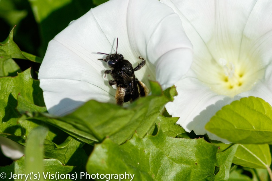 Unidentified black bee licking a bindweed flower