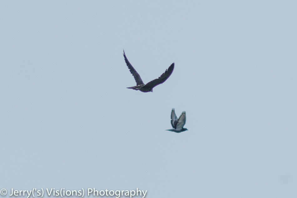 Peregrine falcon chasing a pigeon