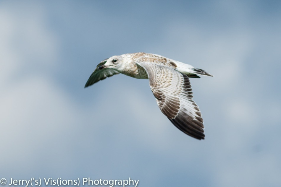 Juvenile gull in flight