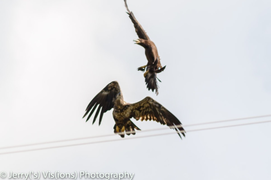 Two juvenile bald eagles fighting