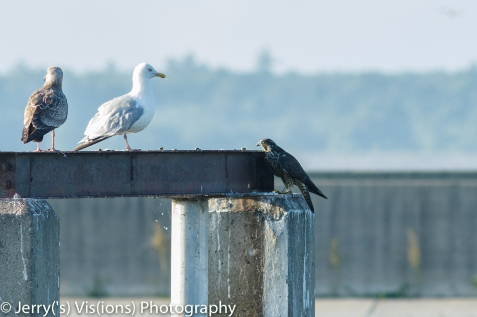 Herring gulls and peregrine falcon