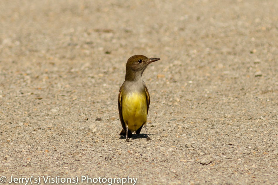 Great crested flycatcher (I don't name them, only photograph them)