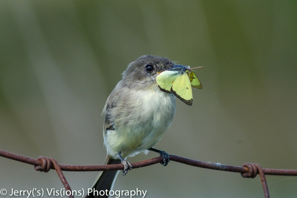 Eastern Phoebe with lunch