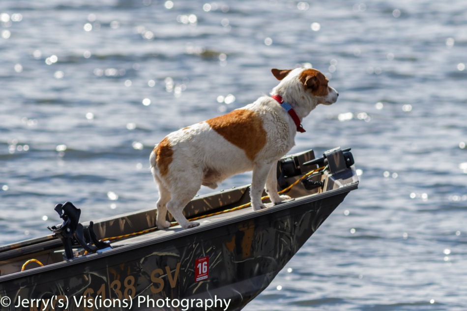 Dog enjoying a boat ride