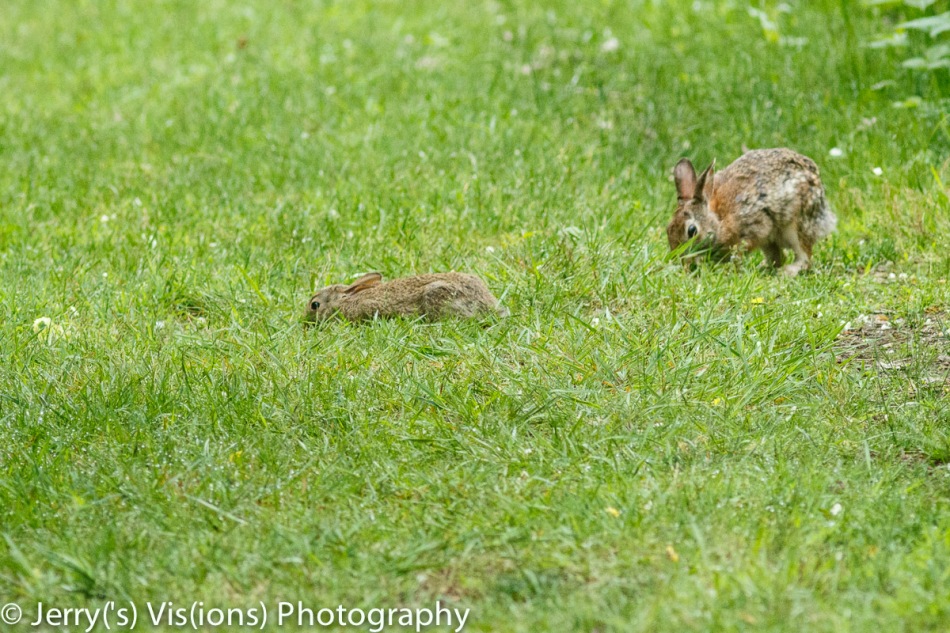 Young cottontail rabbit and mother