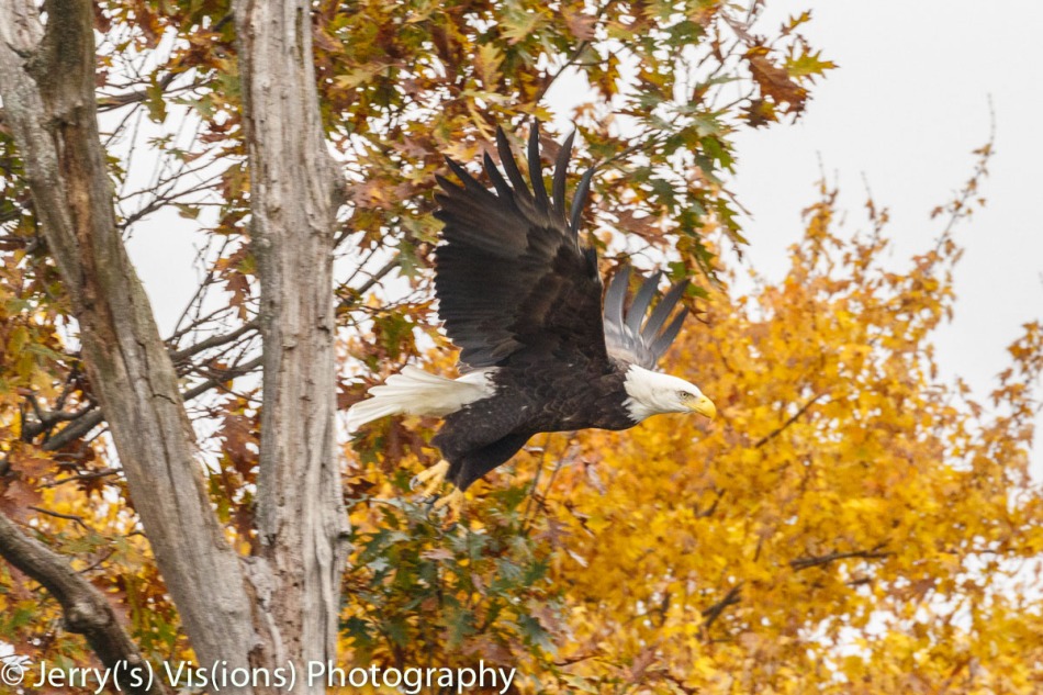 Bald eagle taking flight