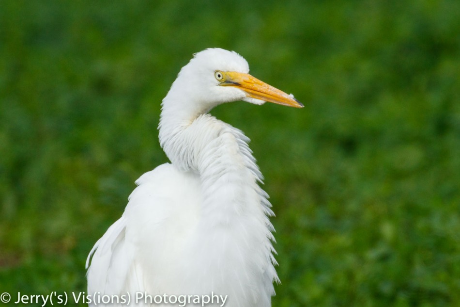 Great egret, 800 mm. cropped slightly