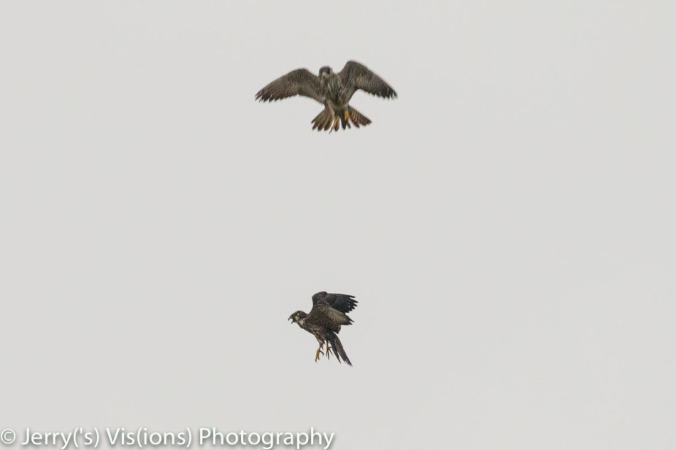 Peregrine falcon attacking another