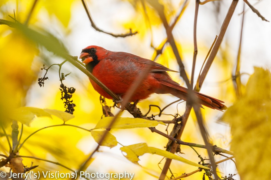 Male northern cardinal eating grapes