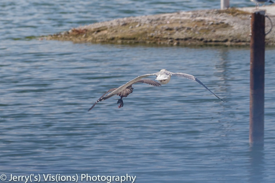 Herring gull attacking a peregrine falcon